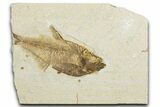Bargain, Fossil Fish (Diplomystus) - Wyoming #345508-1